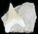 Large Otodus Shark Tooth Fossil In Matrix #24923-1